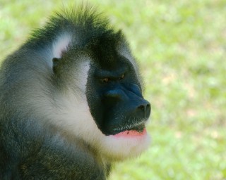 Angry Baboon